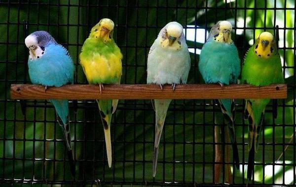 鸟进六治字二飞,探索自然奥秘与生态平衡的重要性,自然奥秘与生态平衡,探索鸟进六治字二飞的重要性